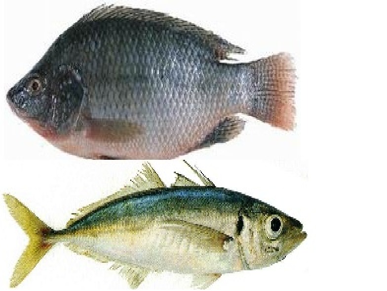 WhatsApp Image 2025-09-19 at 18.26.52